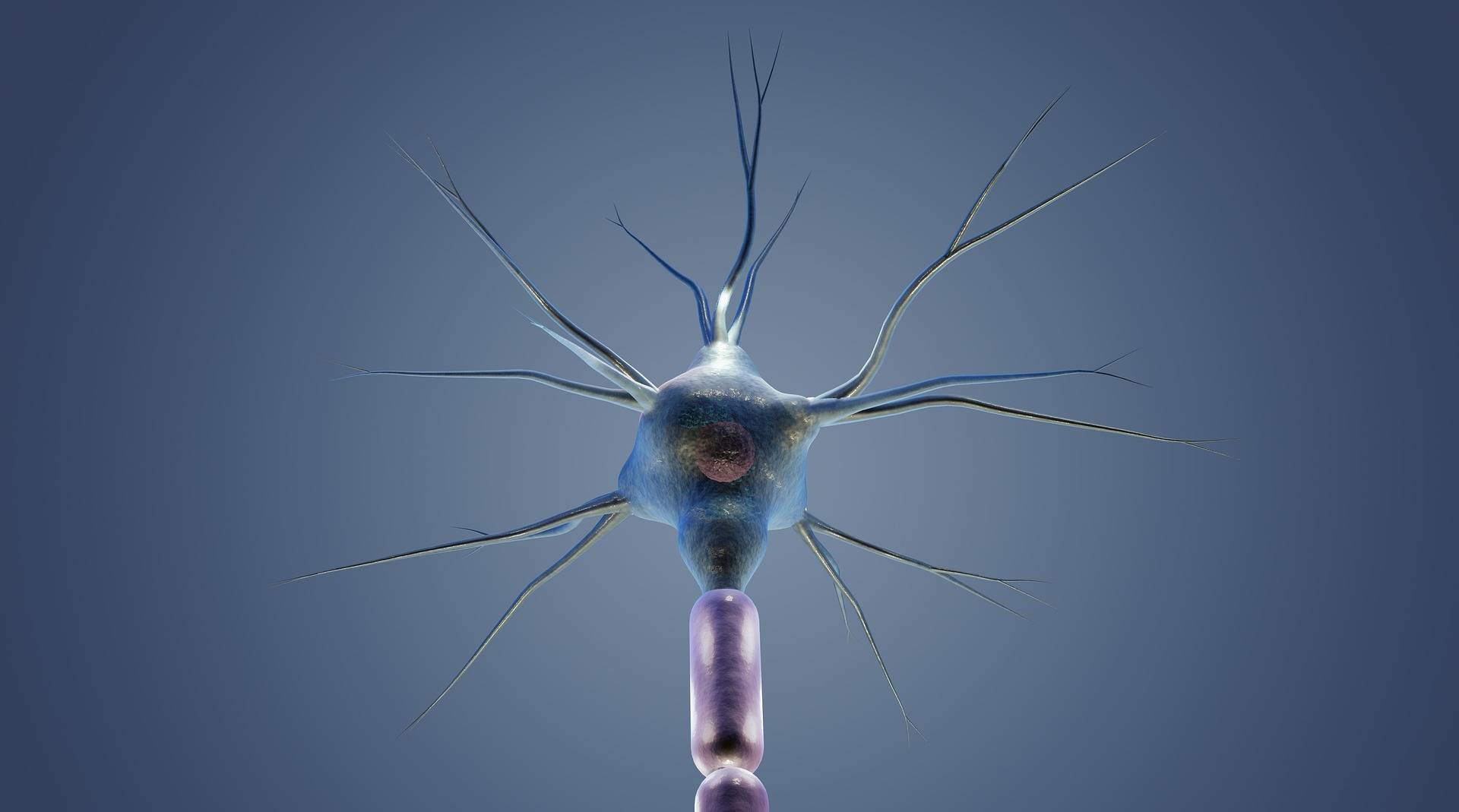 imgmidi-neuron-7091663_1920